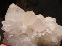 Natural White Cactus Flower Spirit Quartz Specimens x 12 From Boekenhouthoek, South Africa - Toprock Gemstones and Minerals