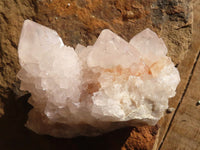 Natural White Cactus Flower Spirit Quartz Specimens x 12 From Boekenhouthoek, South Africa - Toprock Gemstones and Minerals