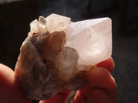 Natural White Cactus Flower Spirit Quartz Specimens x 12 From Boekenhouthoek, South Africa - Toprock Gemstones and Minerals