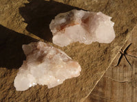 Natural White Cactus Flower Spirit Quartz Specimens x 12 From Boekenhouthoek, South Africa - Toprock Gemstones and Minerals