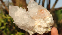 Natural White Cactus Flower Spirit Quartz Specimens x 12 From Boekenhouthoek, South Africa - Toprock Gemstones and Minerals
