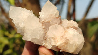 Natural White Cactus Flower Spirit Quartz Specimens x 12 From Boekenhouthoek, South Africa - Toprock Gemstones and Minerals
