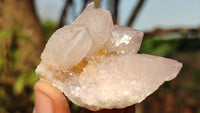 Natural White Cactus Flower Spirit Quartz Specimens x 12 From Boekenhouthoek, South Africa - Toprock Gemstones and Minerals
