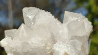 Natural Spirit Cactus Flower Quartz Clusters x 12 From Boekenhouthoek, South Africa - Toprock Gemstones and Minerals