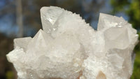 Natural Spirit Cactus Flower Quartz Clusters x 12 From Boekenhouthoek, South Africa - Toprock Gemstones and Minerals