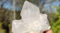 Natural Spirit Cactus Flower Quartz Clusters x 12 From Boekenhouthoek, South Africa - Toprock Gemstones and Minerals