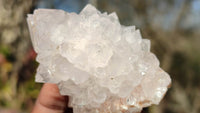 Natural Spirit Cactus Flower Quartz Clusters x 12 From Boekenhouthoek, South Africa - Toprock Gemstones and Minerals