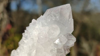 Natural Spirit Cactus Flower Quartz Clusters x 12 From Boekenhouthoek, South Africa - Toprock Gemstones and Minerals