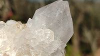 Natural Spirit Cactus Flower Quartz Clusters x 12 From Boekenhouthoek, South Africa - Toprock Gemstones and Minerals
