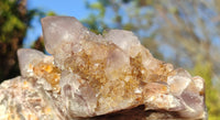 Natural Drusy Coated Spirit Cactus Flower Quartz Formations x 2 From Boekenhouthoek, South Africa - Toprock Gemstones and Minerals