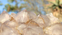 Natural Drusy Coated Spirit Cactus Flower Quartz Formations x 2 From Boekenhouthoek, South Africa - Toprock Gemstones and Minerals