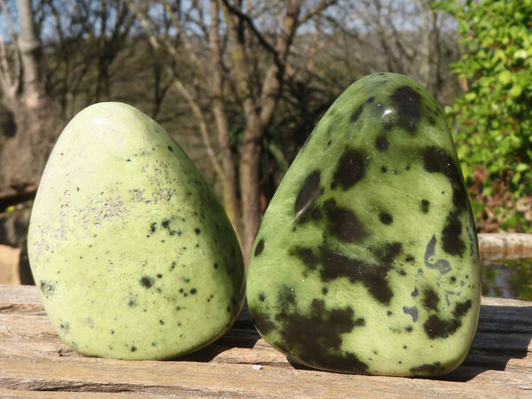 Polished Green Leopard Stone Standing Free Forms x From Zimbabwe