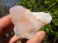 Natural White Cactus Flower Spirit Quartz Specimens x 12 From Boekenhouthoek, South Africa - Toprock Gemstones and Minerals
