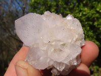 Natural White Cactus Flower Spirit Quartz Specimens x 12 From Boekenhouthoek, South Africa - Toprock Gemstones and Minerals