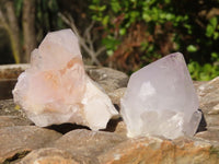 Natural White Cactus Flower Spirit Quartz Specimens x 12 From Boekenhouthoek, South Africa - Toprock Gemstones and Minerals