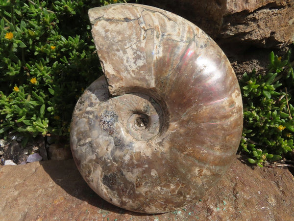 Polished Iridescent Full Ammonite Fossil x 1 From Tulear, Madagascar - TopRock