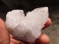 Natural White Cactus Flower Spirit Quartz Specimens x 12 From Boekenhouthoek, South Africa - Toprock Gemstones and Minerals