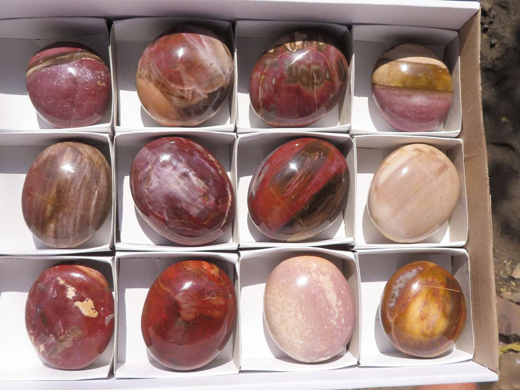 Polished Petrified Red Podocarpus Wood Palm Stones x 12 From Mahajanga, Madagascar - TopRock