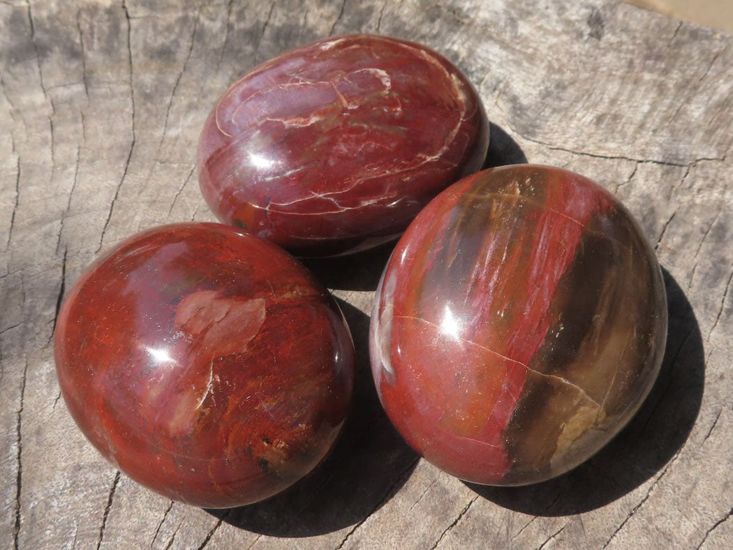 Polished Petrified Red Podocarpus Wood Palm Stones x 12 From Mahajanga, Madagascar - TopRock