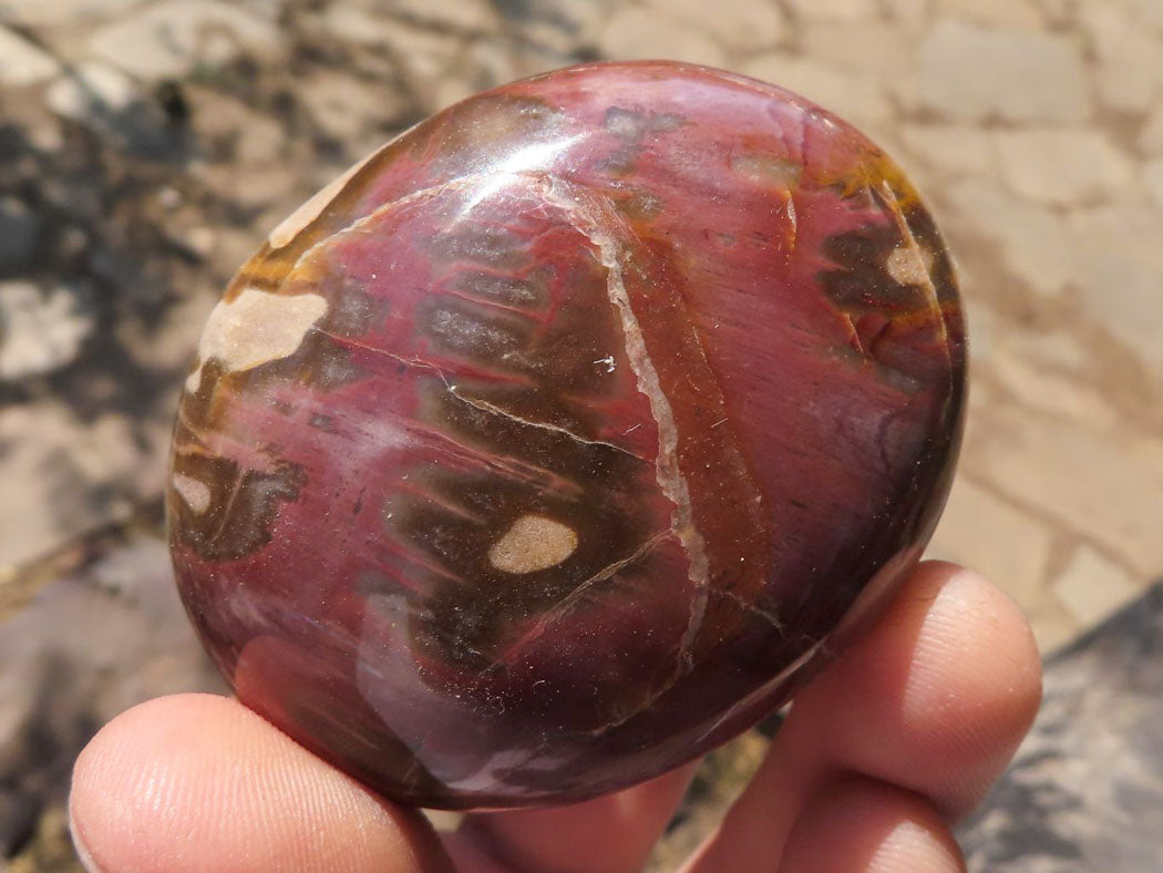 Polished Petrified Red Podocarpus Wood Palm Stones x 12 From Mahajanga, Madagascar - TopRock