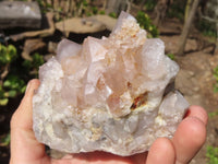 Natural Spirit Cactus Quartz Clusters x 4 From Boekenhouthoek, South Africa - Toprock Gemstones and Minerals