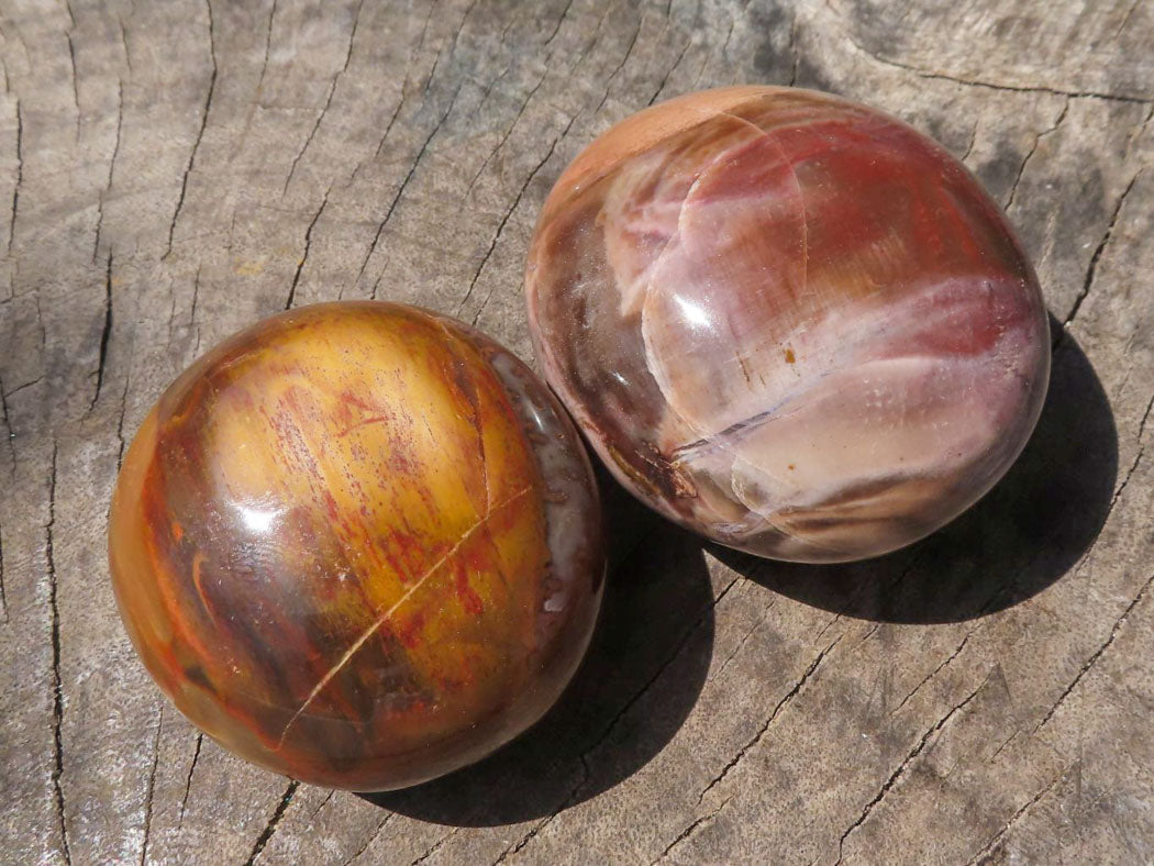 Polished Petrified Red Podocarpus Wood Palm Stones x 12 From Mahajanga, Madagascar - TopRock