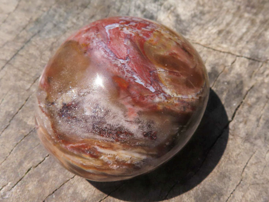 Polished Petrified Red Podocarpus Wood Palm Stones x 12 From Mahajanga, Madagascar - TopRock