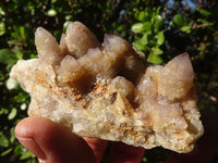 Natural Golden Limonite Spirit Quartz Clusters x 12 From Boekenhouthoek, South Africa - Toprock Gemstones and Minerals