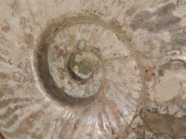 Natural Iridescent Full Ammonite Fossil x 1 From Madagascar - TopRock