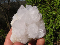 Natural White Cactus Flower Spirit Quartz Specimens x 6 From Boekenhouthoek, South Africa - Toprock Gemstones and Minerals
