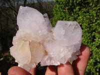 Natural White Cactus Flower Spirit Quartz Specimens x 6 From Boekenhouthoek, South Africa - Toprock Gemstones and Minerals