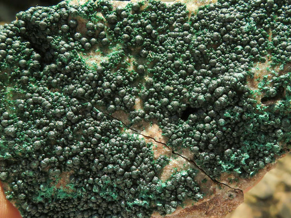 Natural Small to Large Crystalline Botryoidal Malachite on Matrix Specimens  x 11 From Congo - TopRock