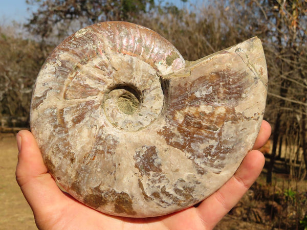 Polished Iridescent Natural Ammonite Fossil x 1 From Madagascar - TopRock