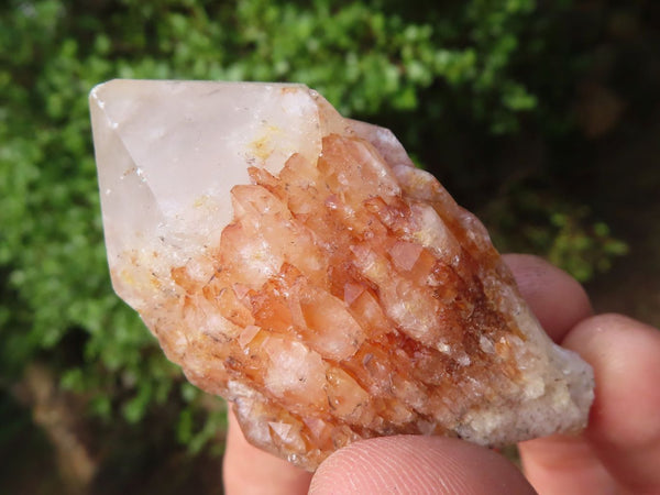 Natural Pineapple Candle Quartz Crystals  x 24 From Madagascar - Toprock Gemstones and Minerals 