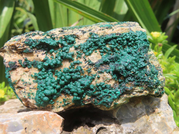 Natural Drusy Botryoidal Malachite on Matrix Specimens x 6 From Tenke Fungumure, Congo - TopRock