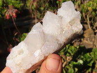 Natural White Cactus Flower Spirit Quartz Specimens x 6 From Boekenhouthoek, South Africa - Toprock Gemstones and Minerals