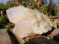 Natural White Cactus Flower Spirit Quartz Specimens x 6 From Boekenhouthoek, South Africa - Toprock Gemstones and Minerals