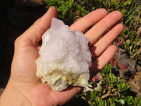 Natural White Cactus Flower Spirit Quartz Specimens x 6 From Boekenhouthoek, South Africa - Toprock Gemstones and Minerals
