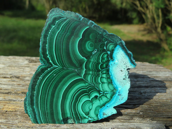 Polished Banded Malachite Slices With Chrysocolla Edging x 6 From Congo - TopRock