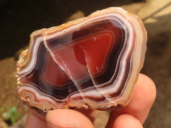 Polished Banded River Agate Free Forms  x 6 From Sashe River, Zimbabwe - Toprock Gemstones and Minerals 