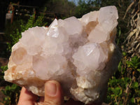 Natural White Cactus Flower Spirit Quartz Specimens  x 2 From Boekenhouthoek, South Africa - Toprock Gemstones and Minerals