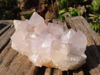 Natural White Cactus Flower Spirit Quartz Specimens  x 2 From Boekenhouthoek, South Africa - Toprock Gemstones and Minerals