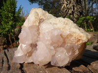 Natural White Cactus Flower Spirit Quartz Specimens  x 2 From Boekenhouthoek, South Africa - Toprock Gemstones and Minerals