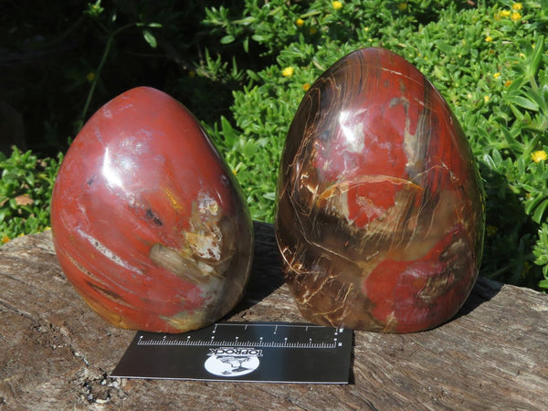 Polished Petrified Wood Standing Free Forms x 2 From Madagascar - TopRock
