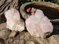 Natural White Cactus Flower Spirit Quartz Specimens  x 6 From Boekenhouthoek, South Africa - Toprock Gemstones and Minerals