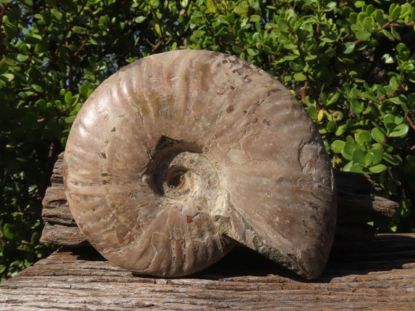 Natural Iridescent Ammonite Fossil x 1 From Mainterano, Madagascar - TopRock