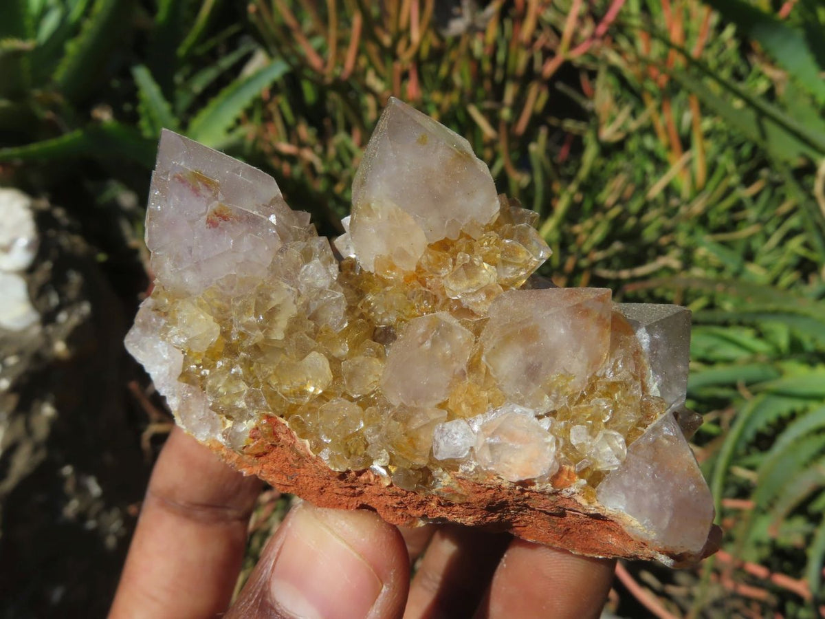 Natural Drusy Coated Unique Spirit Quartz In Cactus Flower & Fairy Finger Drusy Formations x 14 From Boekenhouthoek, South Africa - TopRock