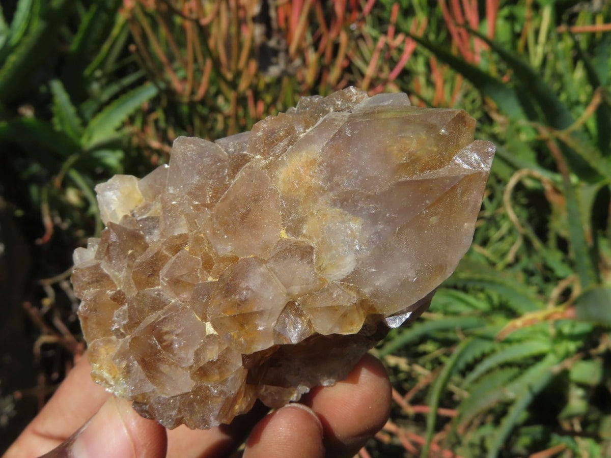 Natural Drusy Coated Unique Spirit Quartz In Cactus Flower & Fairy Finger Drusy Formations x 14 From Boekenhouthoek, South Africa - TopRock