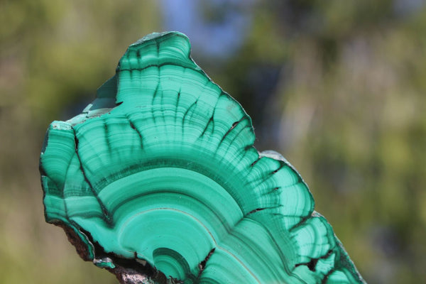 Polished Flower & Banded Malachite Slices x 12 From Congo - TopRock