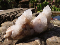 Natural White Cactus Flower Spirit Quartz Specimens  x 4 From Boekenhouthoek, South Africa - Toprock Gemstones and Minerals